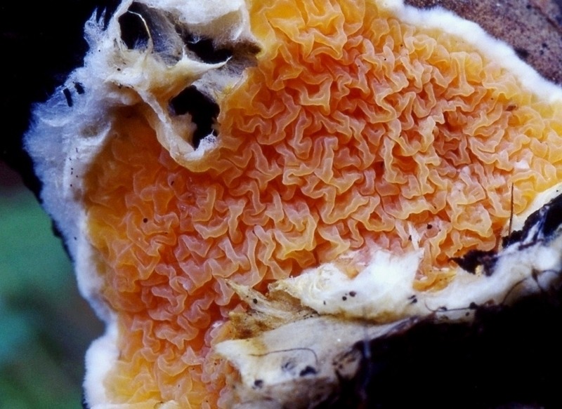 9) Fotogr.il 27.12.2014.sotto pineta con Leccio lign.di pigna